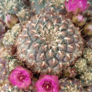 Sulcorebutia rauschii f. Gold -small flovers!-пагони-