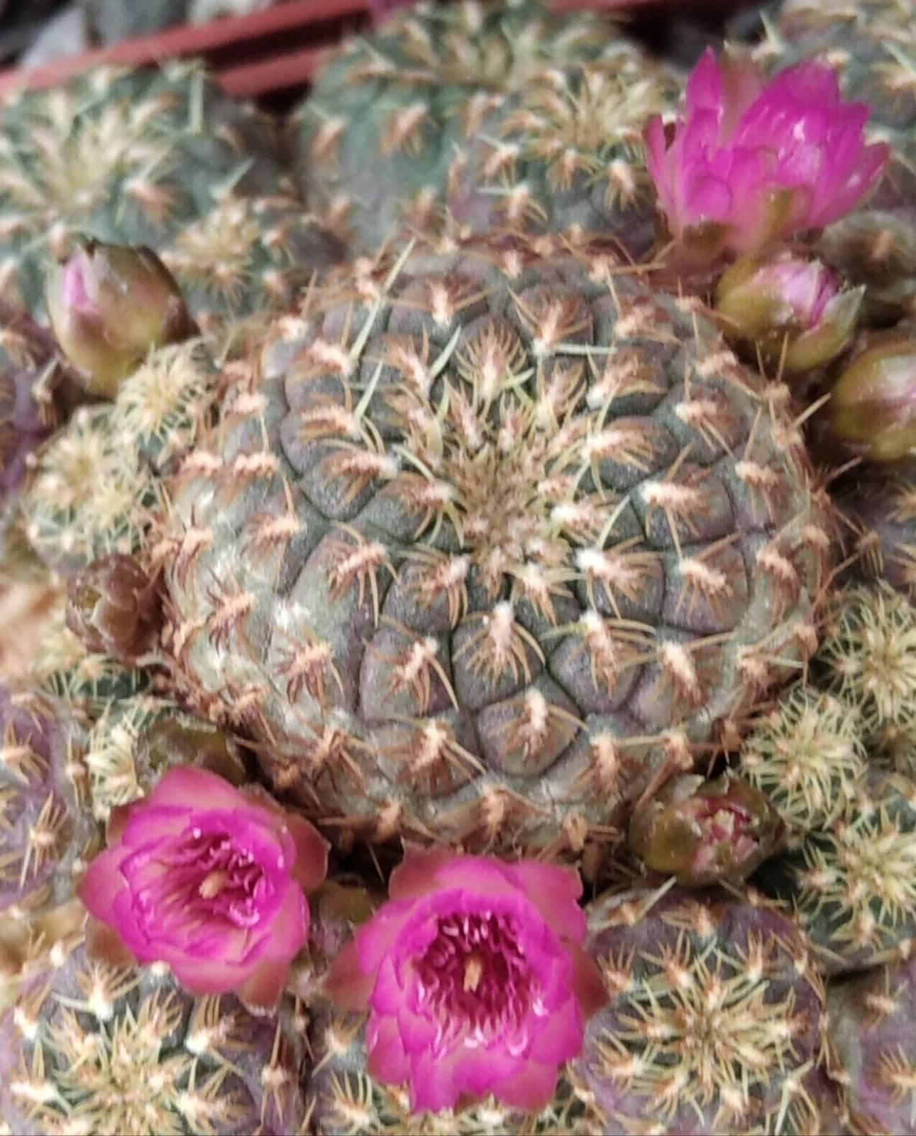 Sulcorebutia rauschii f. Gold -small flovers!-пагони-
