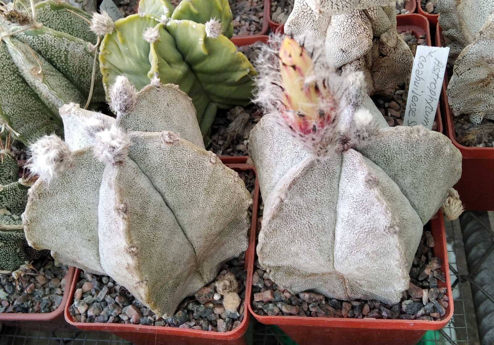 Astrophytum coahuilense SB845 -seeds-насіння- порція-10шт-