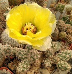Cumulopuntia bulbispina -пагони-
