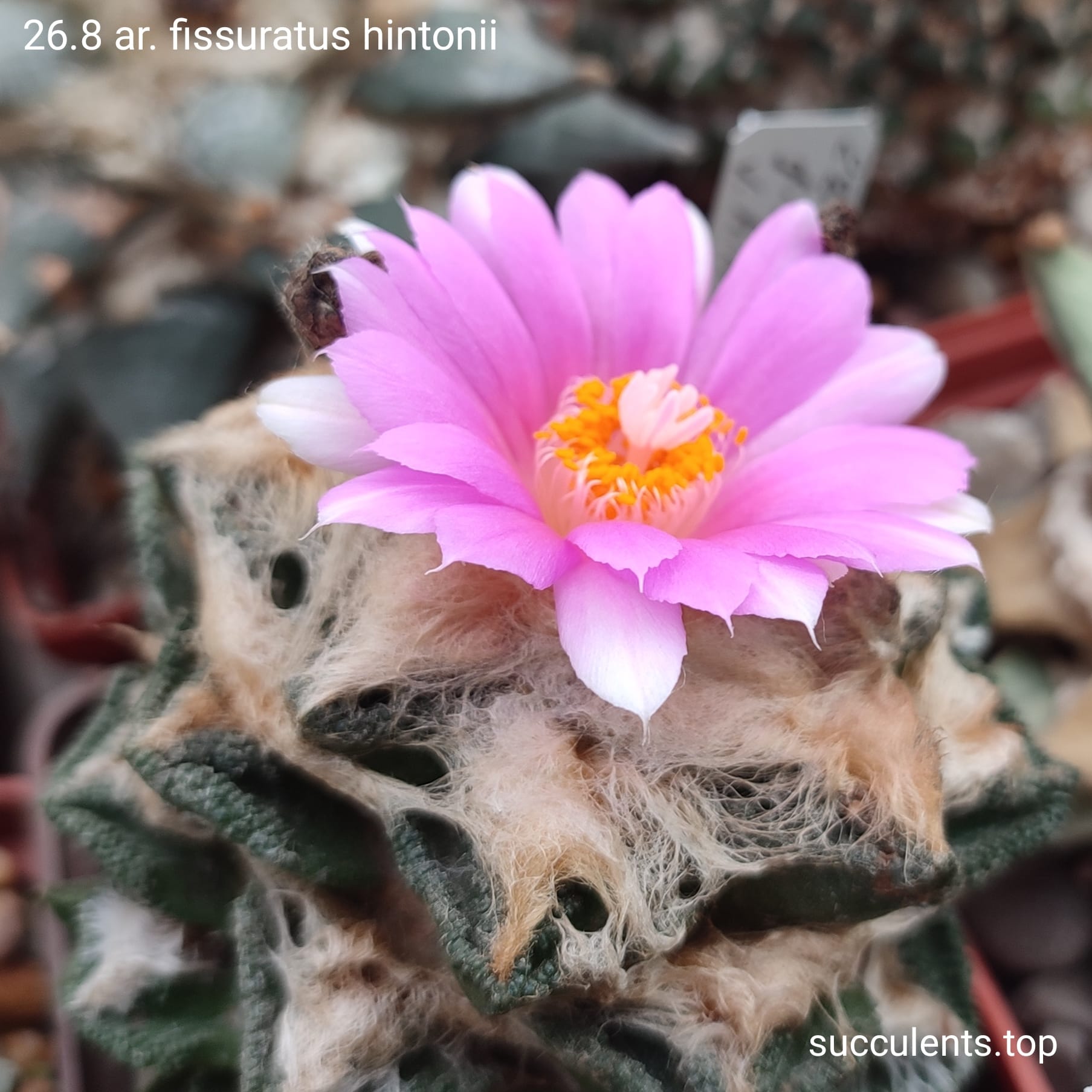 насіння ariocarpus fissuratus hintonii 26.8 seeds