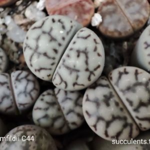 lithops bromfildii C44