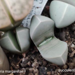 lapidaria margaretae