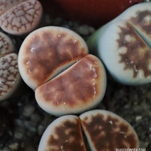 lithops kararasmontana lateritia