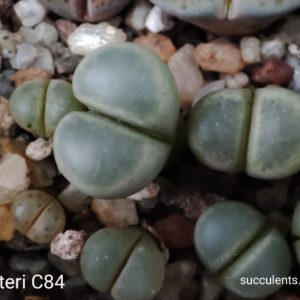 lithops dinteri C84