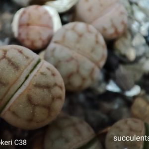 lithops hoockeri C38