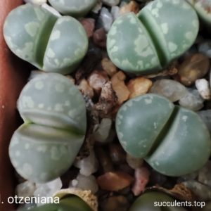 lithops otzeniana