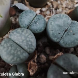 lithops verruculosa Glabra