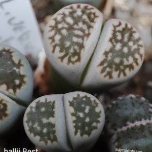 lithops hallii Best