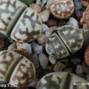 lithops dorothea F357
