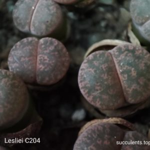 lithops lesliei C204