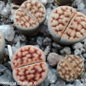 lithops katrasmontana orange x karasmontana red