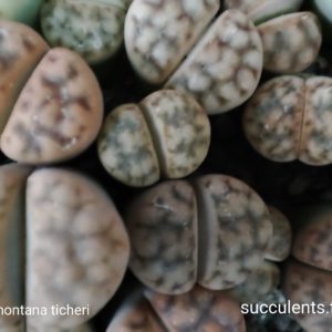 lithops karasmontana thicheri