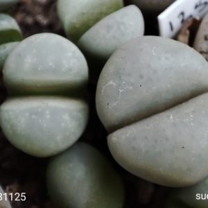 lithops meyeri SB1125