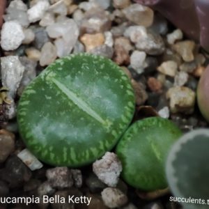 lithops aucampiae Bella ketty