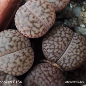 lithops hoockeri C154