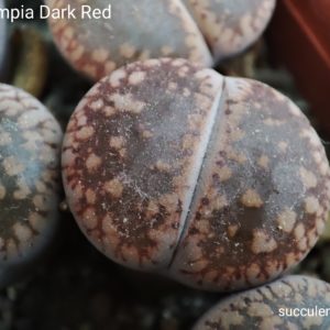 lithops aucampiae Dark  Red