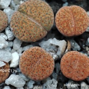 lithops fulviceps C179
