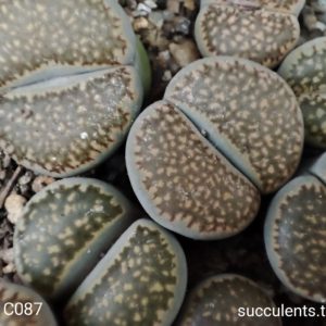 lithops hallii C087