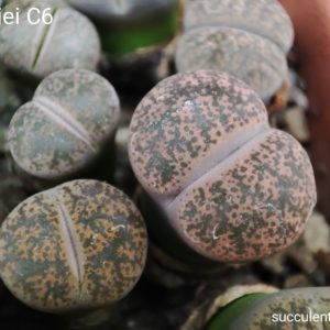 lithops lesliei C6