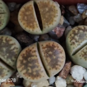 lithops gesinae C78