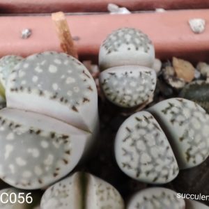 lithops julii C056