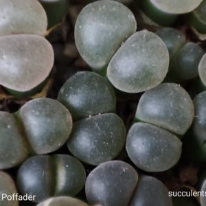 conophytum friedrichiae Poffader