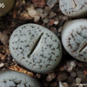 lithops pseudotruncatella C306