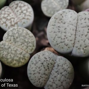lithops verruculosa Rose of Texas
