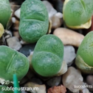 conophytum subfenestratum