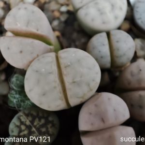 lithops karasmontana PV121