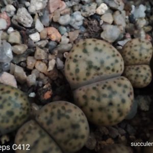 lithops fulviceps C412