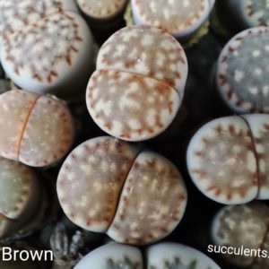 lithops julii Brown