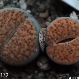 lithops fulviceps C179