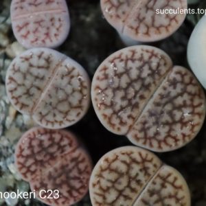 lithops hoockeri C23