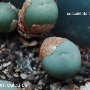 conophytum calculus