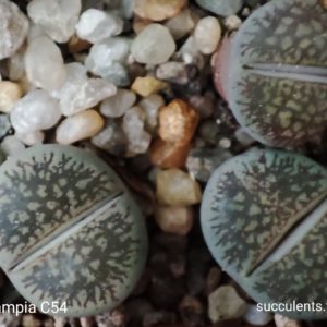 lithops aucampiae C54