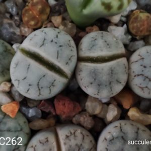lithops gracilidelineate C262