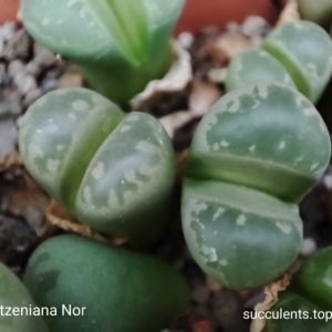 lithops otzeniana Nor