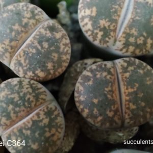 lithops lesliei C364