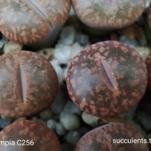 lithops aucampiae C256