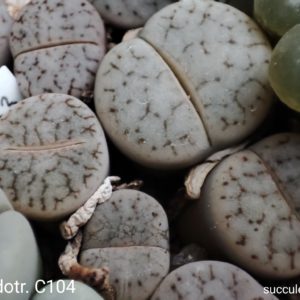 lithops pseudotruncatella C104