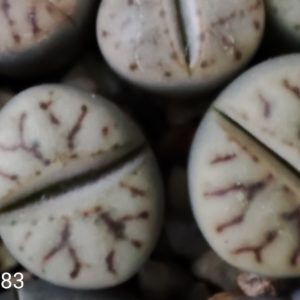 lithops bromfildii C283