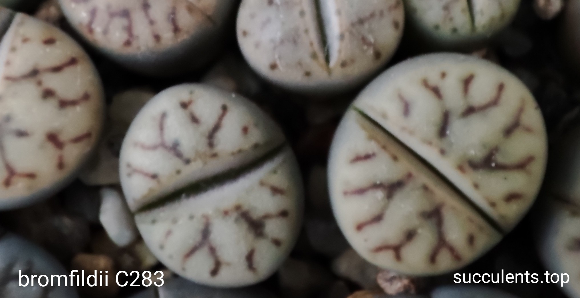 lithops bromfildii C283