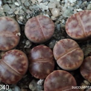 lithops bromfildii C40