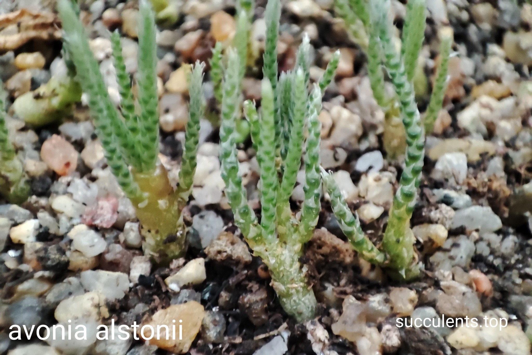 avonia alstonii