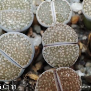 lithops hallii C111