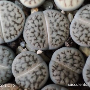 lithops hookeri C13