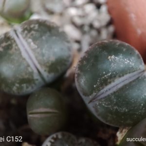 lithops lesliei C152
