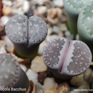 lithops salicola Bacchus